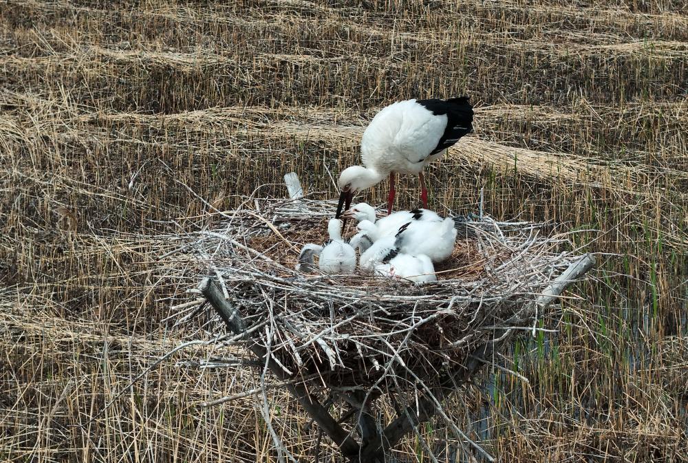 ??????: ????? ?????????? ???????? ??????? ?? ???? ???? ?????