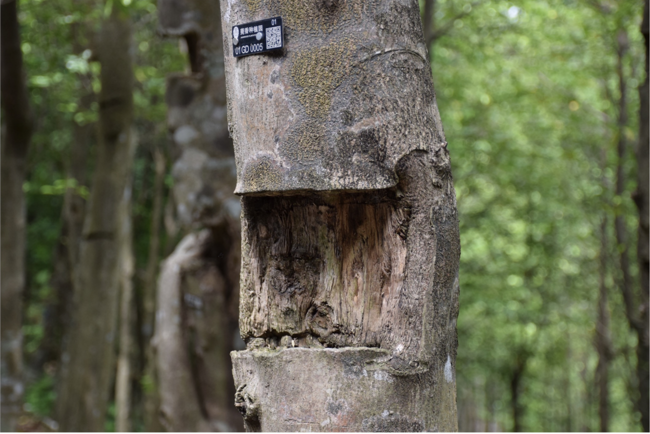 ????? ???? ?? ????? ?????: ??????? ?????? ??????? ??? ?????? ?? ????? ?????