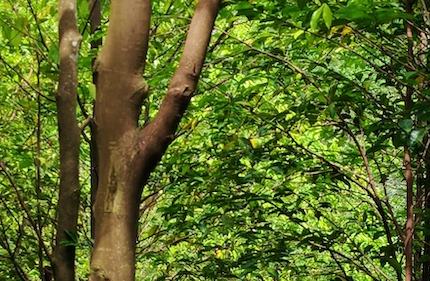 ????? ???? ?? ????? ?????: ??????? ?????? ??????? ??? ?????? ?? ????? ?????