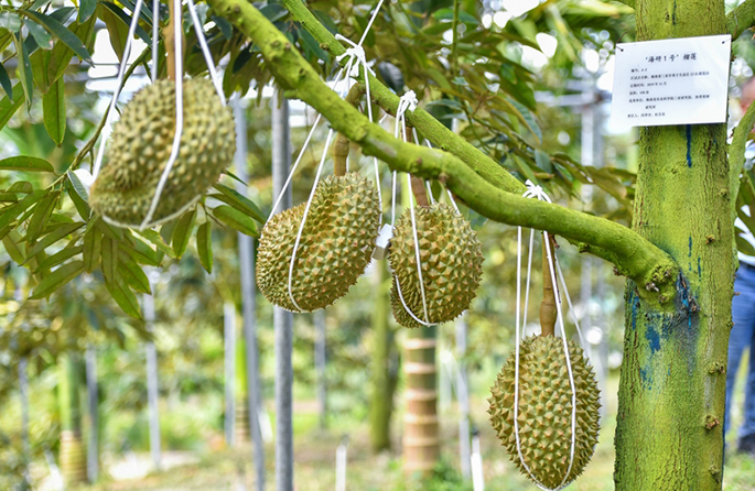 ????? ????? "?????? ?????" ?? ????? ????? ?????