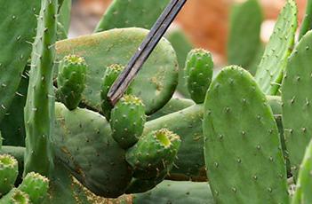 "????? ?????" ????? ?? ???? ??????