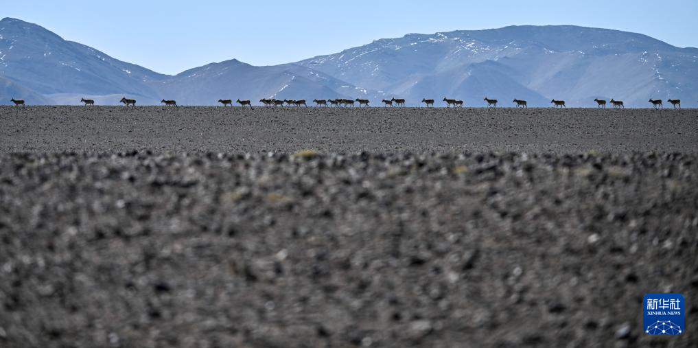 ??? ????? ????? ???? ???????