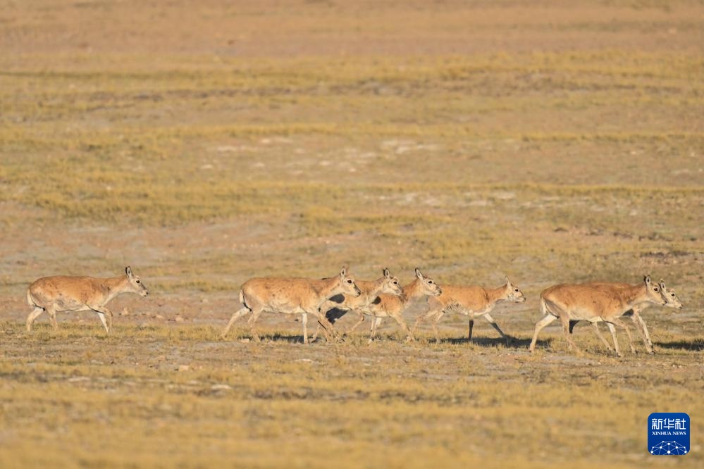 ??? ????? ????? ???? ???????