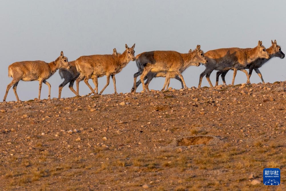 ??? ????? ????? ???? ???????