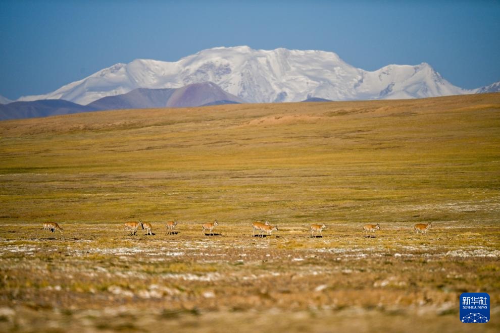 ??? ????? ????? ???? ???????