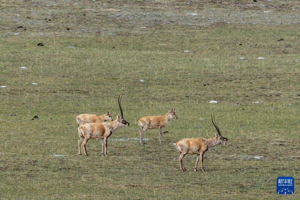 ??? ????? ????? ???? ???????