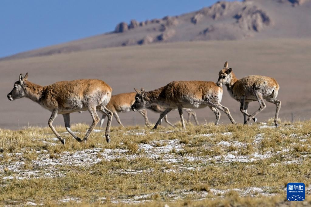 ??? ????? ????? ???? ???????