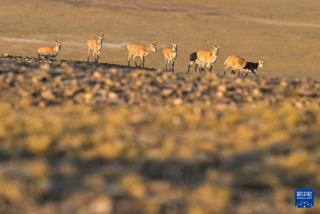 ??? ????? ????? ???? ???????