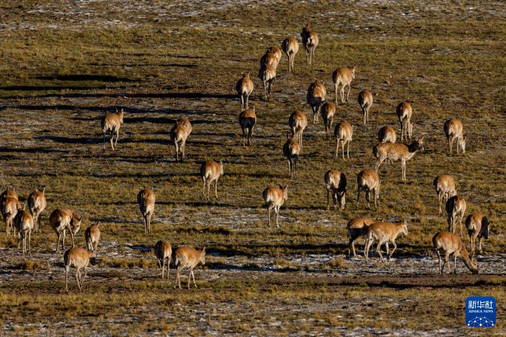 ??? ????? ????? ???? ???????