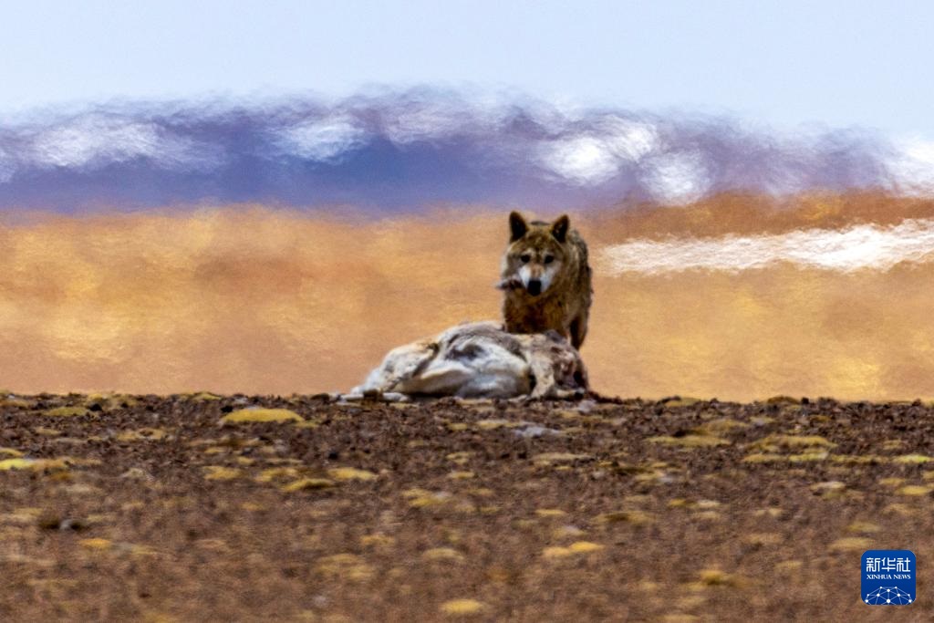 ??? ????? ????? ???? ???????