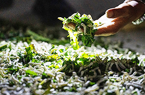 ??????? ??????: ???? ???? ???? ???? ?????? ??? ?????? ???????