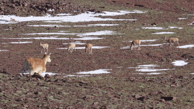 "??? ???? ???" ???? ????? ?? ????? ??? ??? ??? ????????