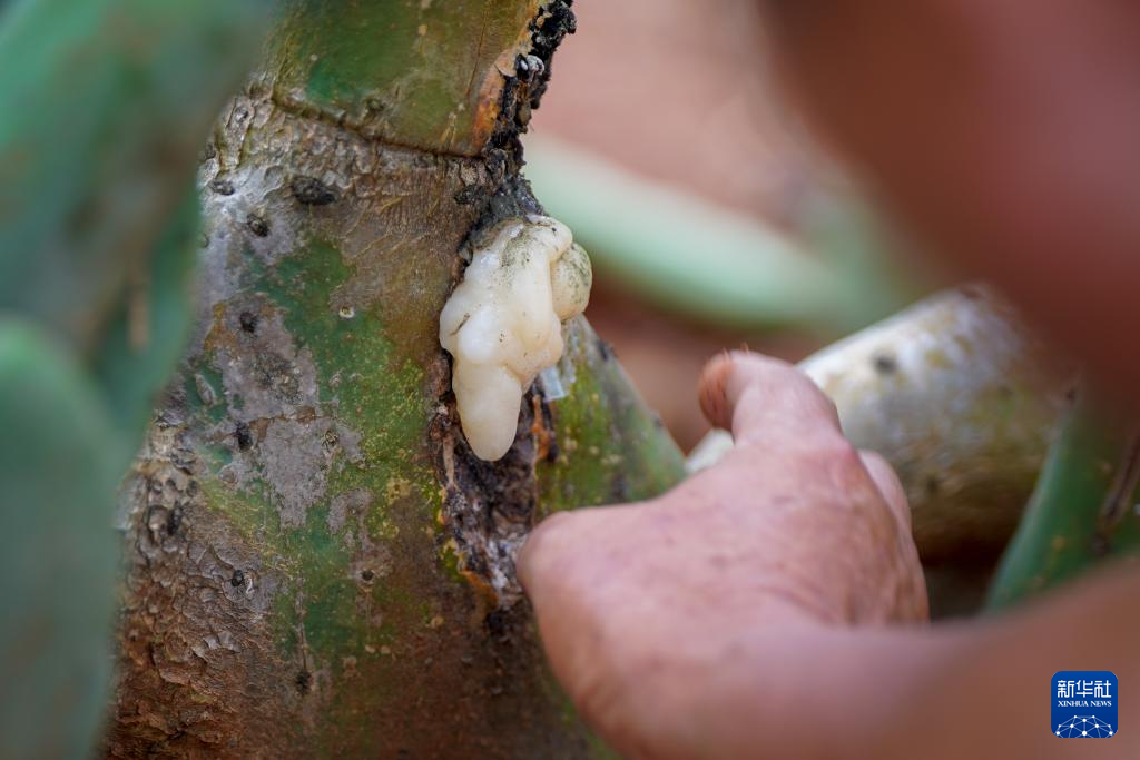 ????? ?????? ???? ????? ????? ???? ?????? ??????