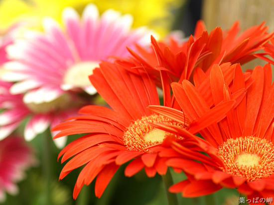 ?????? ??????? ?? ??????? 