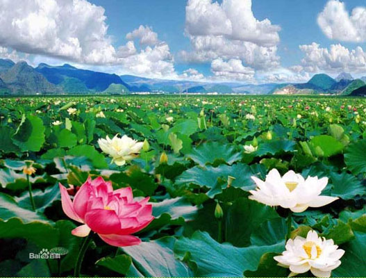 ???? ???? ??? ??? ??? 