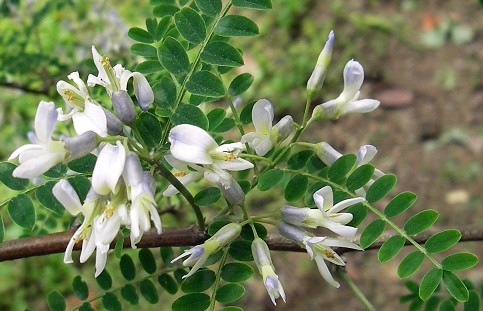 ??????? ?????? ?? ??????: ?????? ??????? ?????  