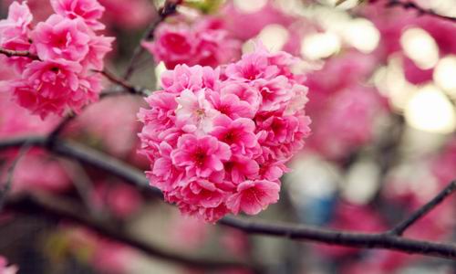 ?????? ??????? ?? ??????: ????? ???????  